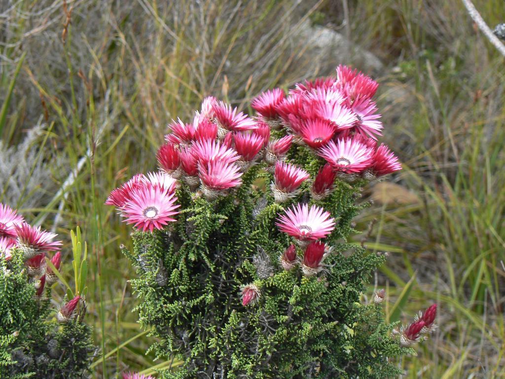 Bettyʼs Bay Van Den Berg'S Guesthouse מראה חיצוני תמונה
