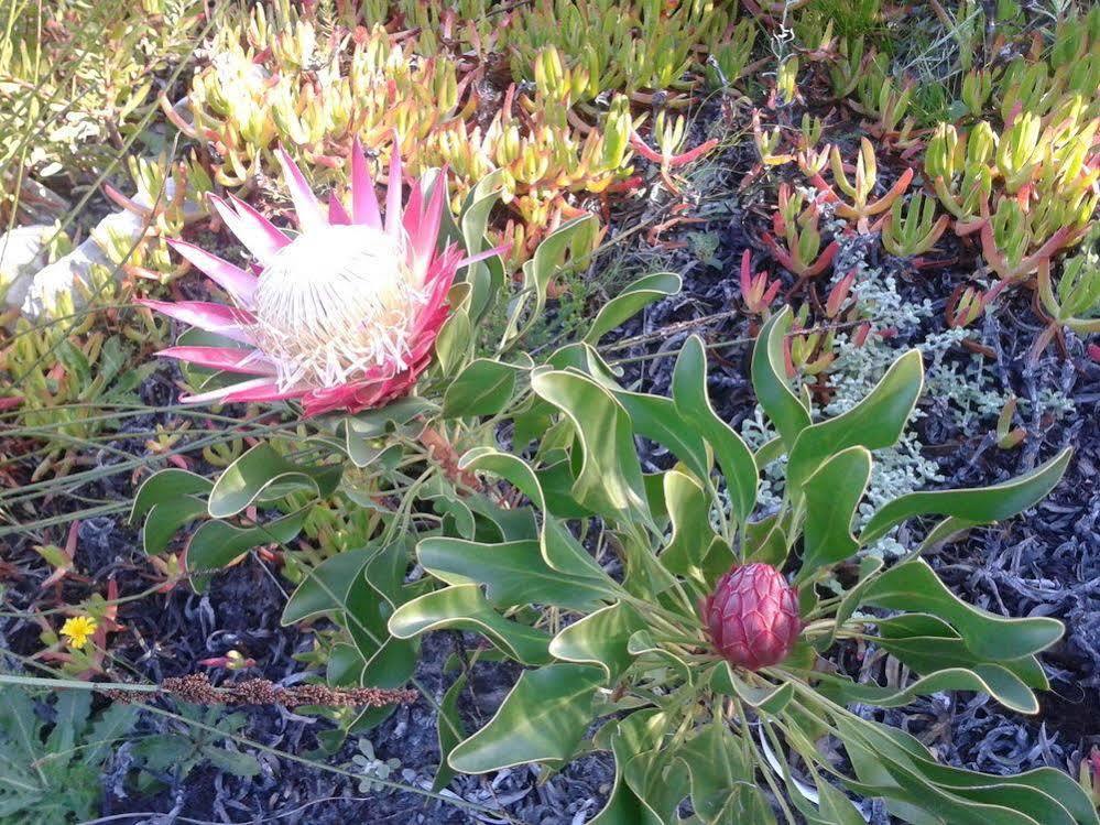 Bettyʼs Bay Van Den Berg'S Guesthouse מראה חיצוני תמונה